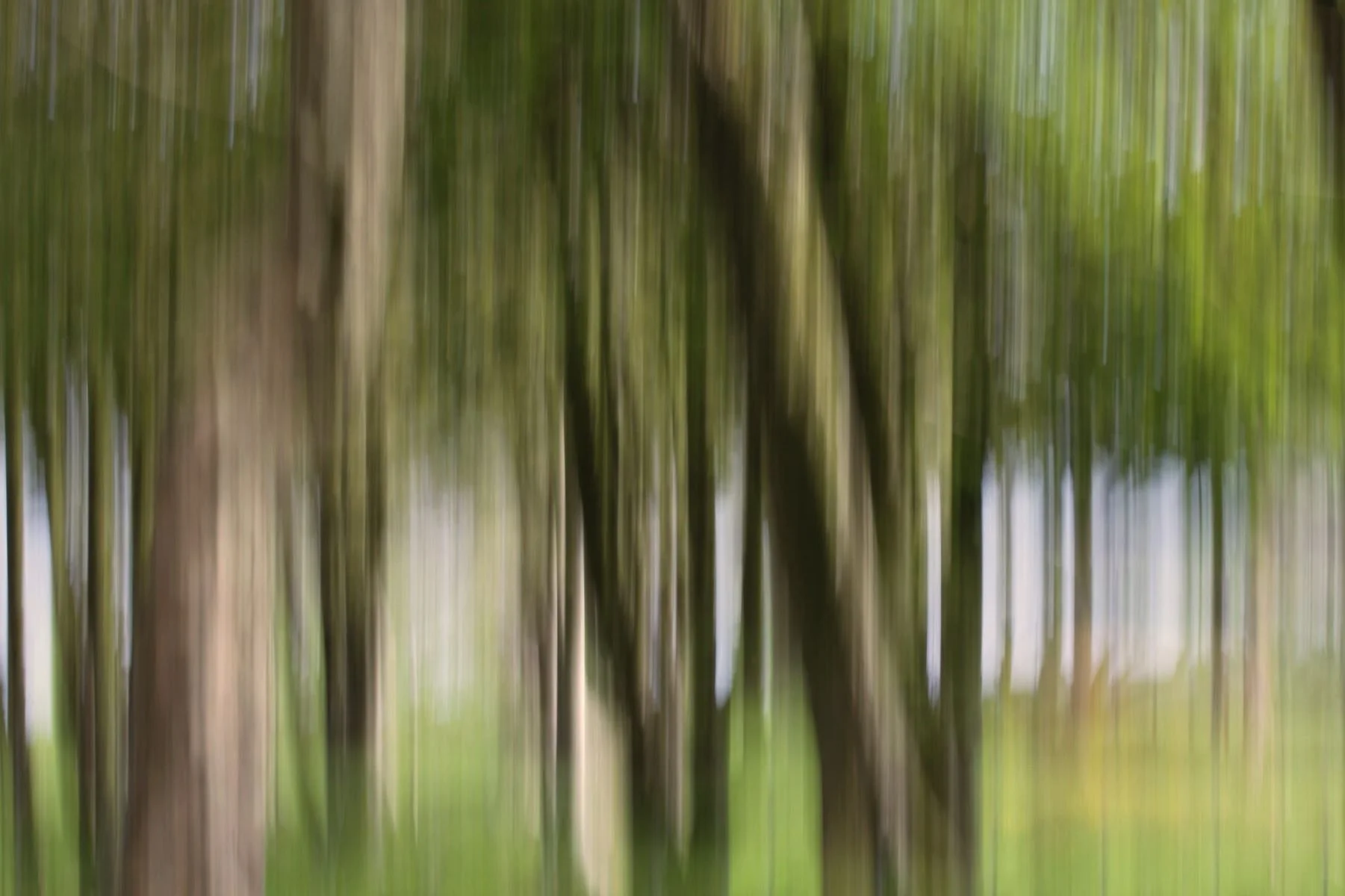 Light Through the Trees by Margaret Robson 19 points