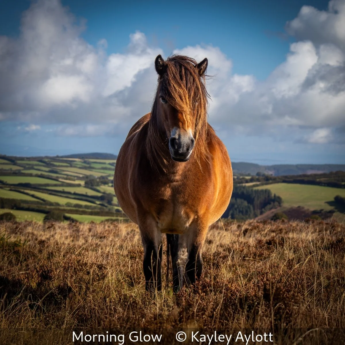 16_Morning Glow_Kayley Aylott_.jpg