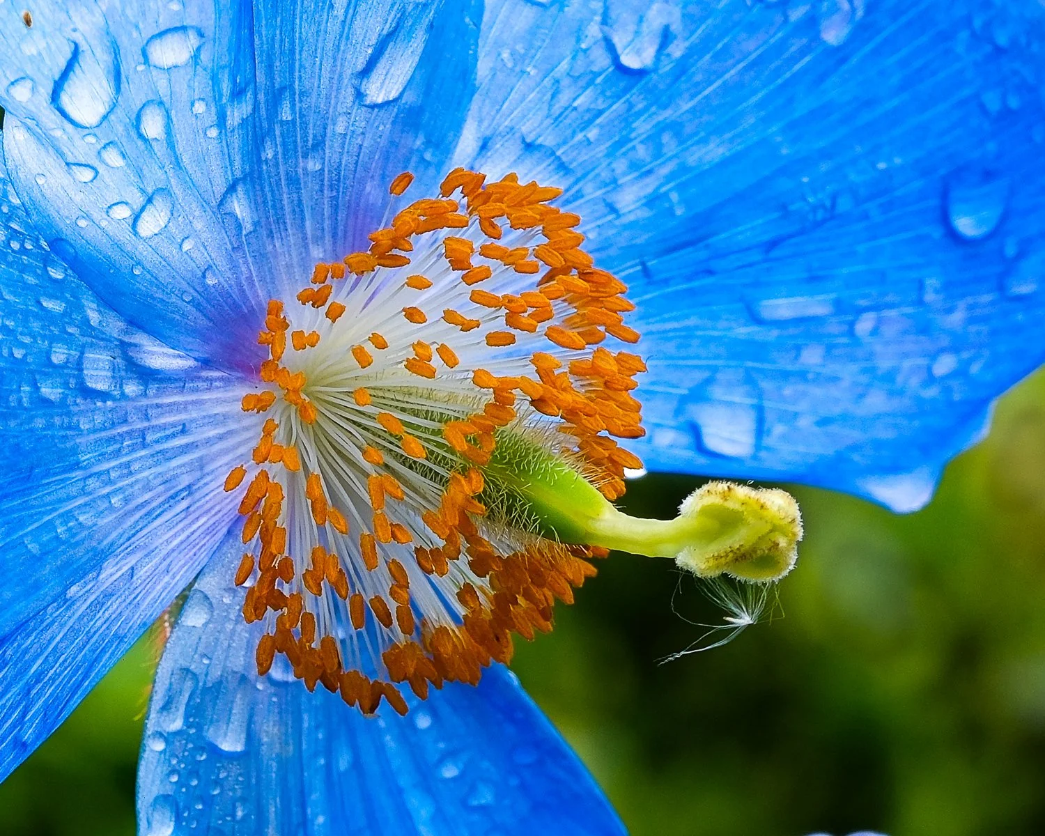 Himalayan Blue Poppy by John Hillier 19 Points