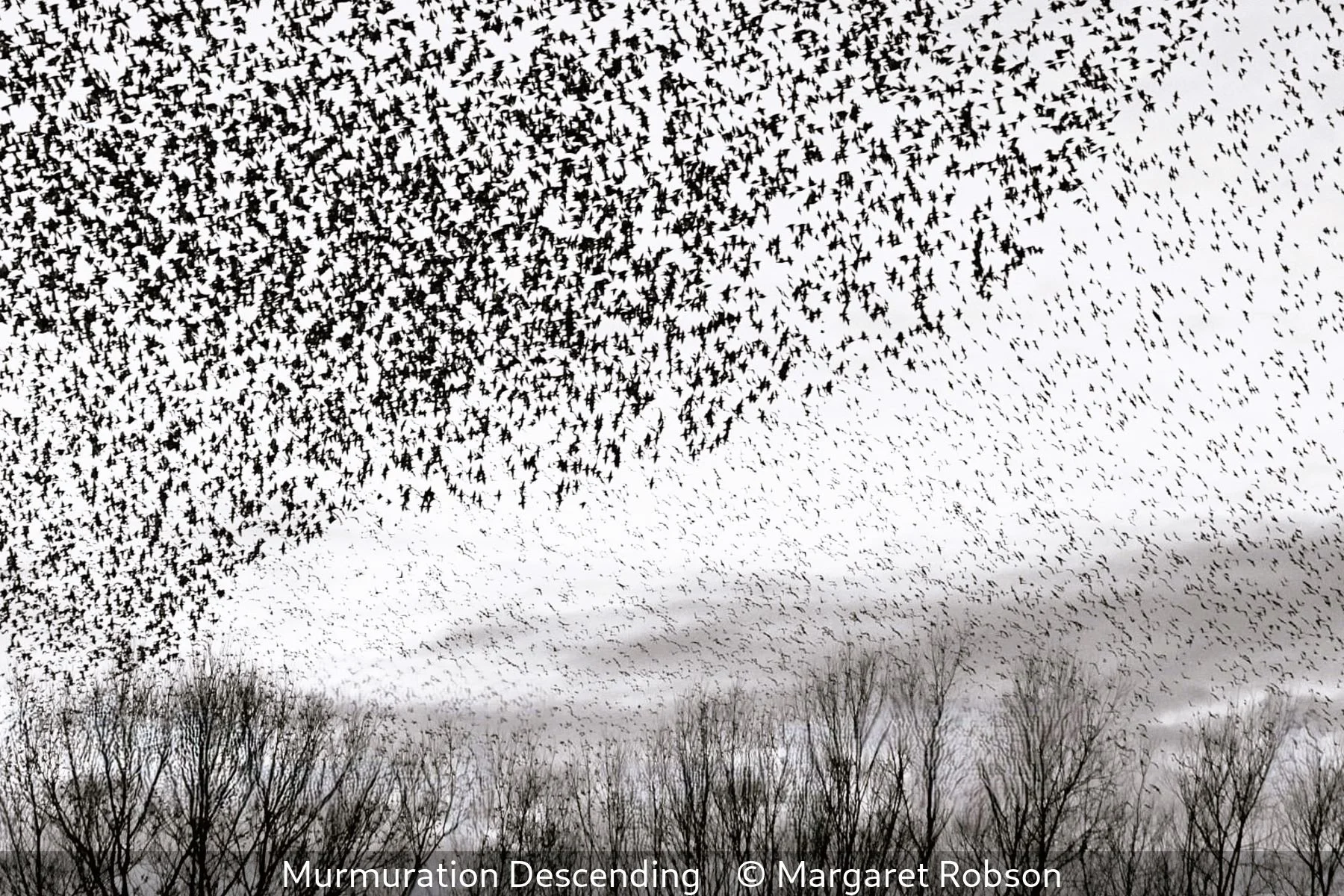 20_Murmuration Descending_Margaret Robson_.jpg