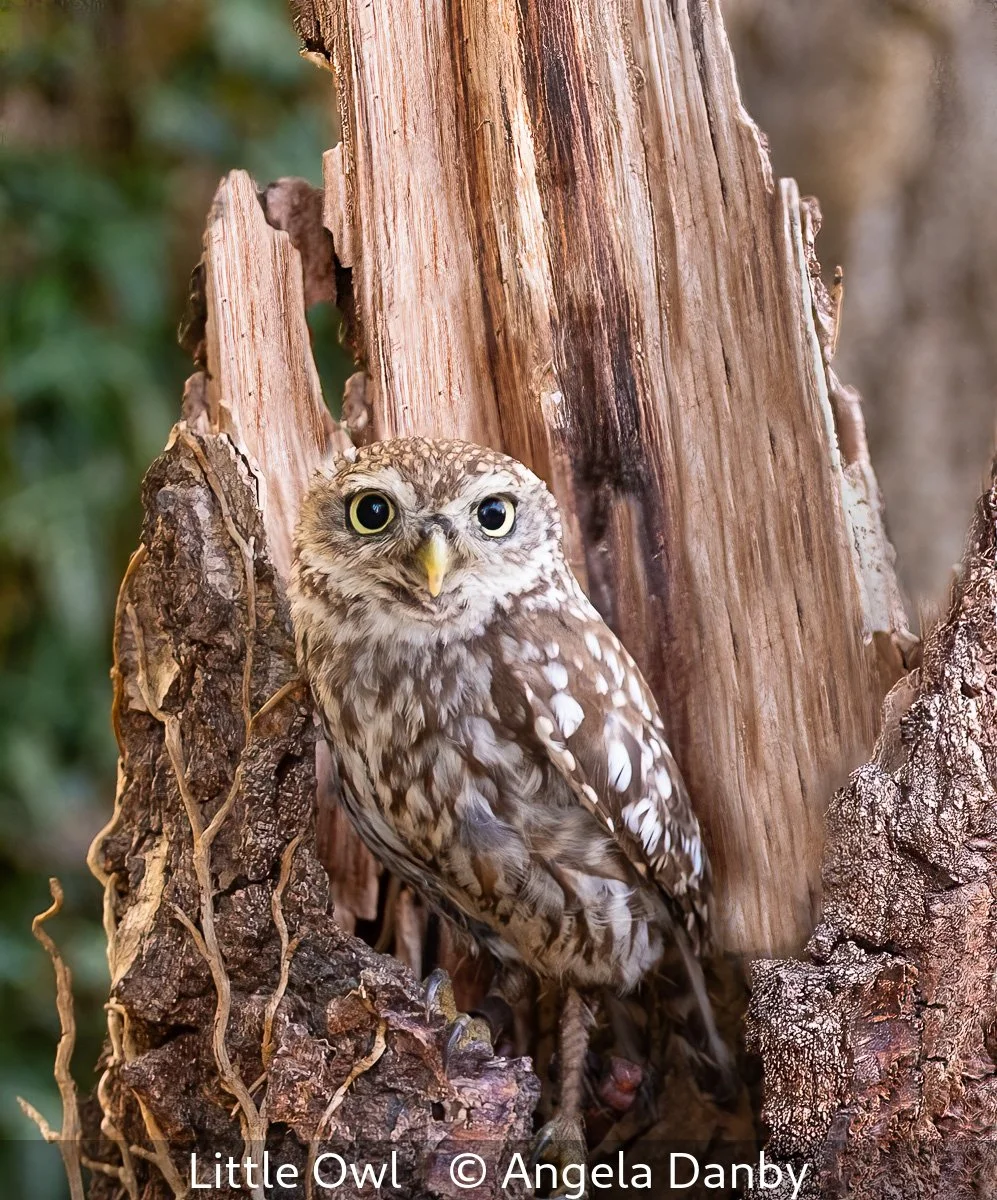 19_Little Owl_Angela Danby_.jpg