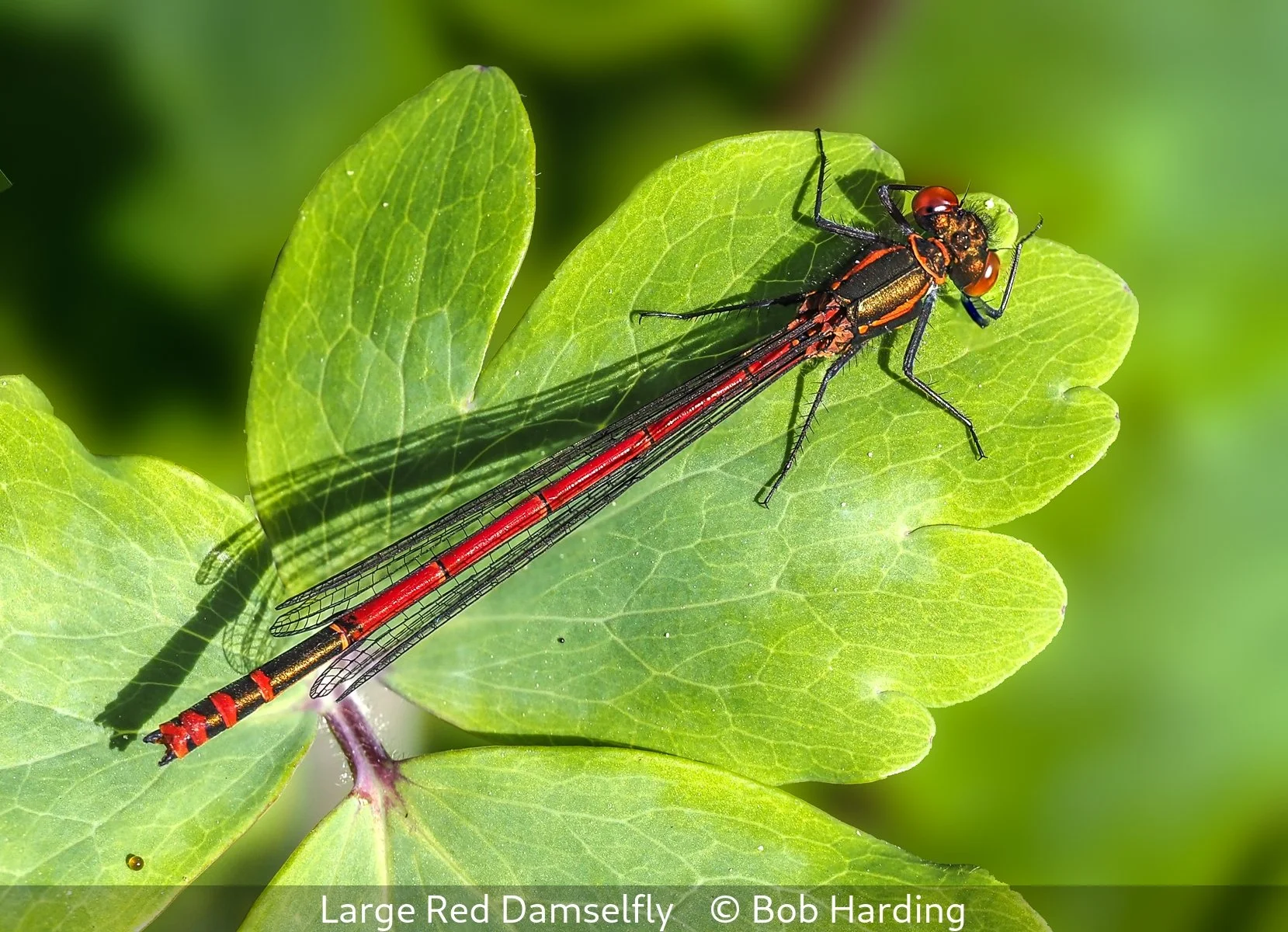 17_Large Red Damselfly_Bob Harding_.jpg