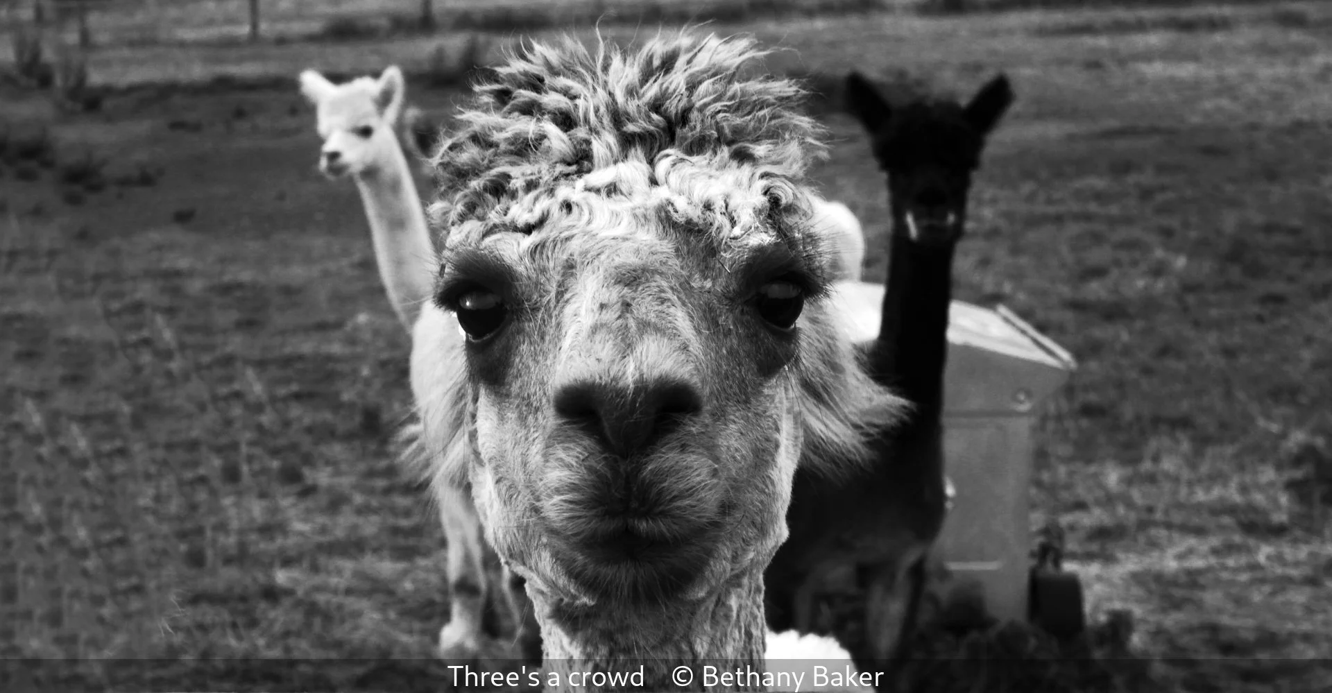 15_Three's a crowd_Bethany Baker_.jpg