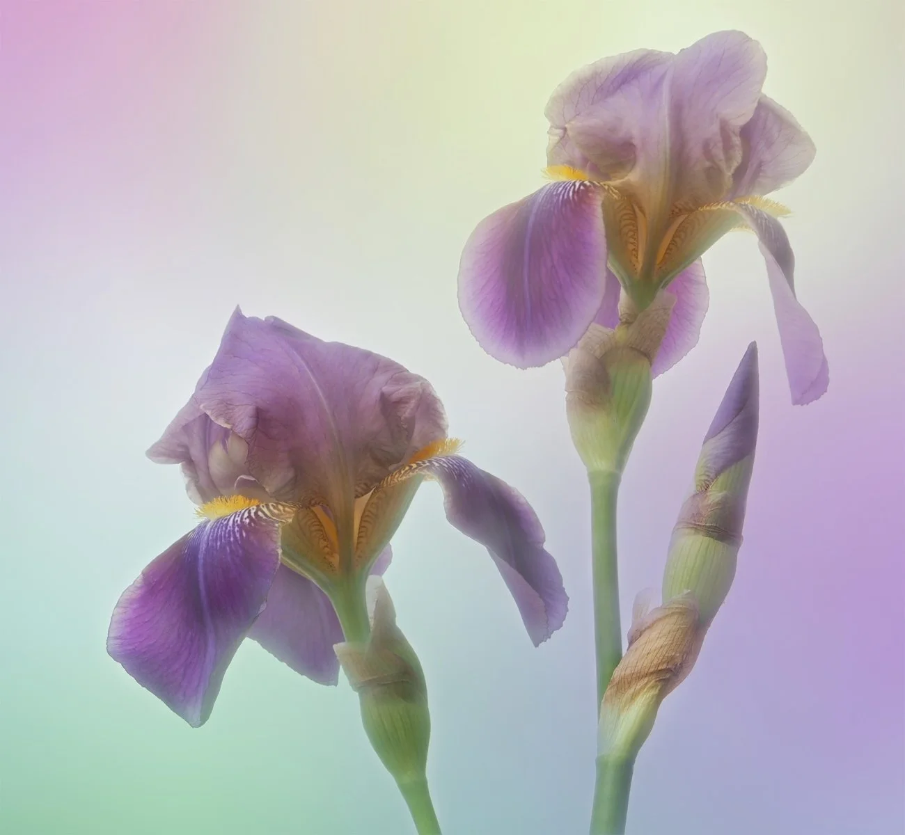 Purple Iris by Jennie Williams