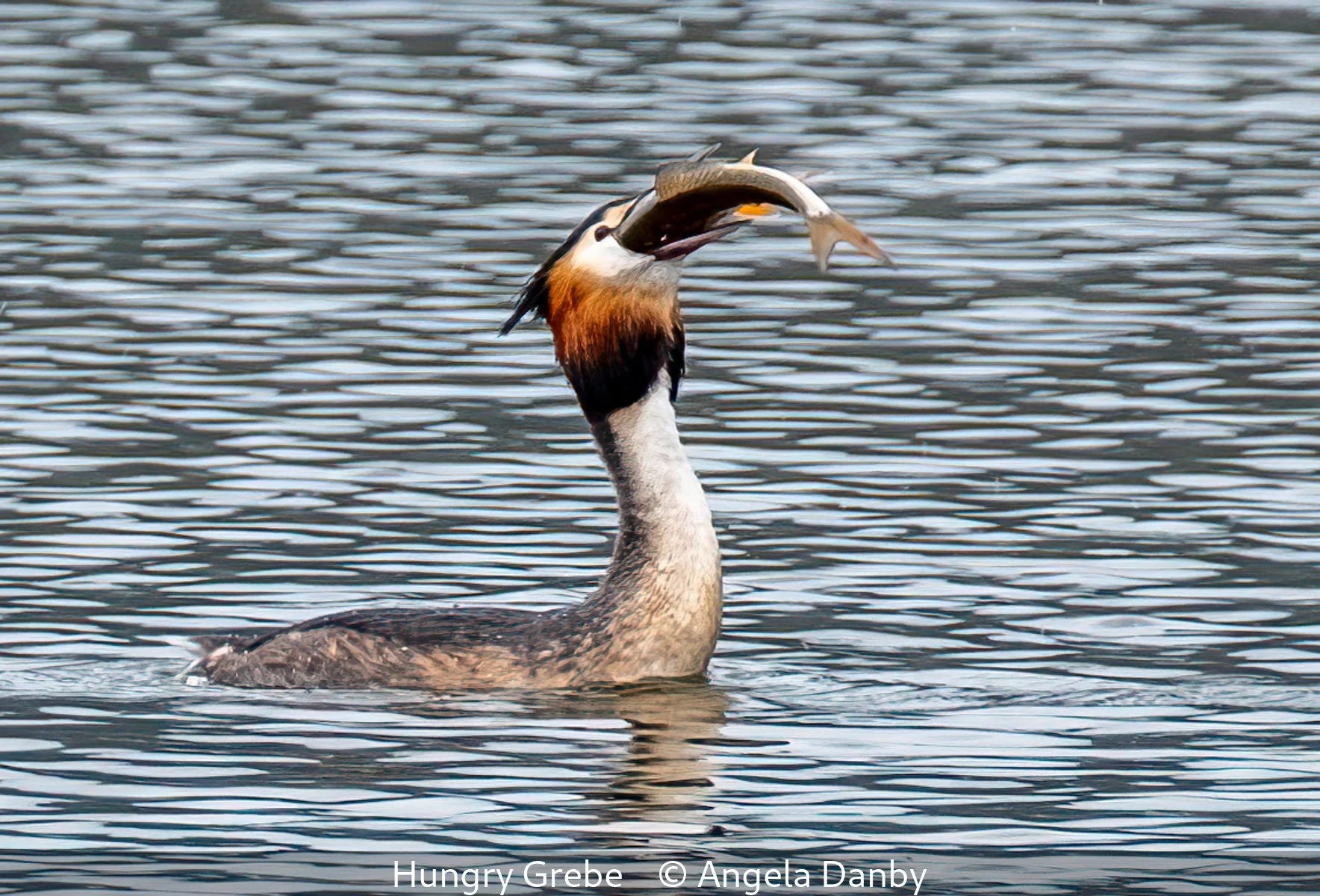 16_Hungry Grebe_Angela Danby_.jpg