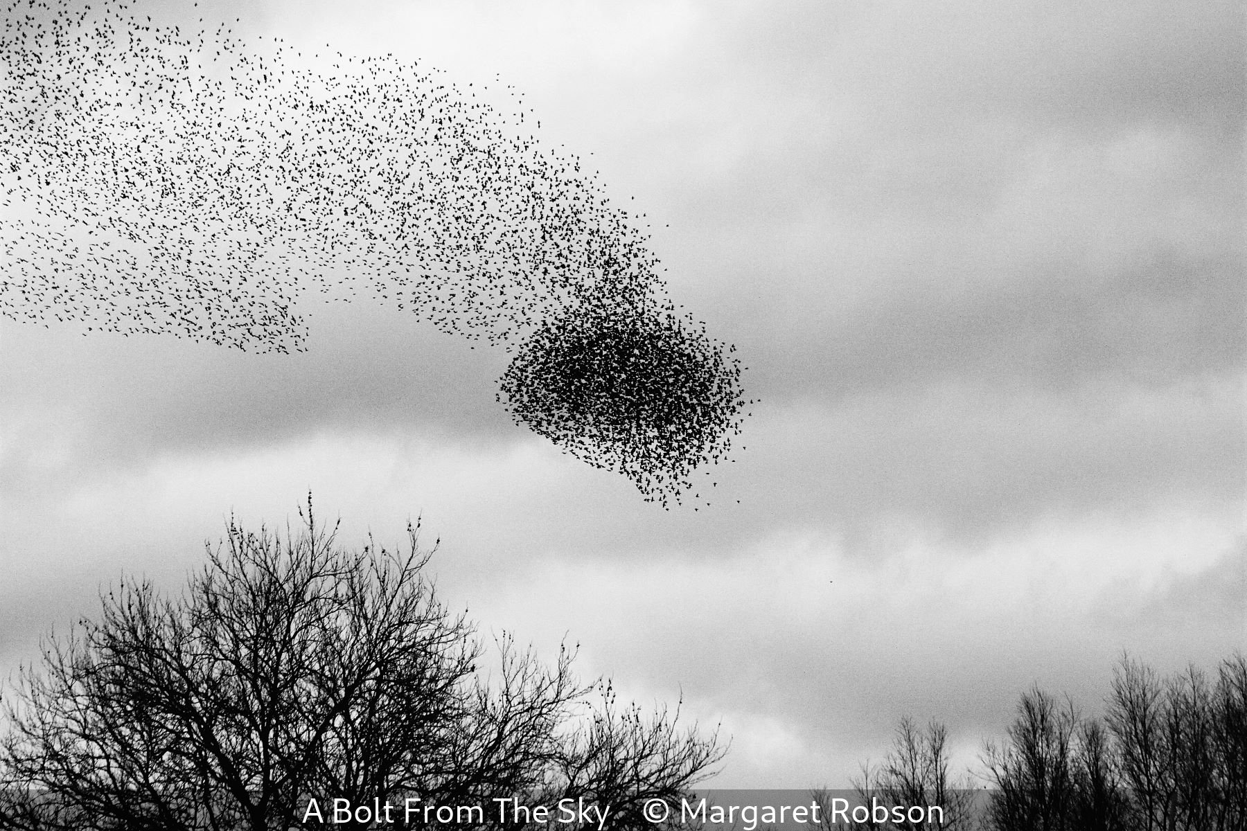 17_A Bolt From The Sky_Margaret Robson_.jpg