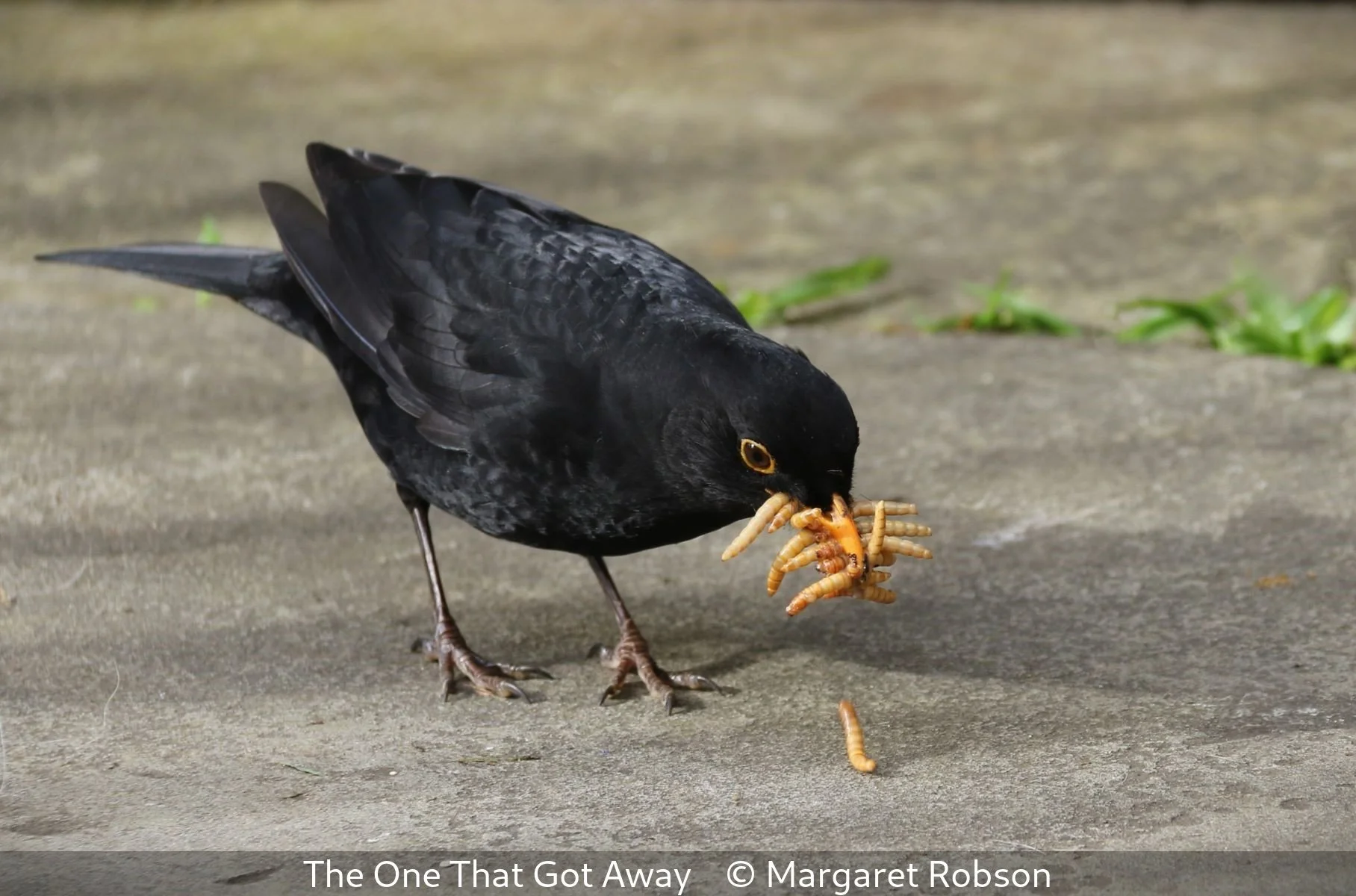 16_The One That Got Away_Margaret Robson_.jpg