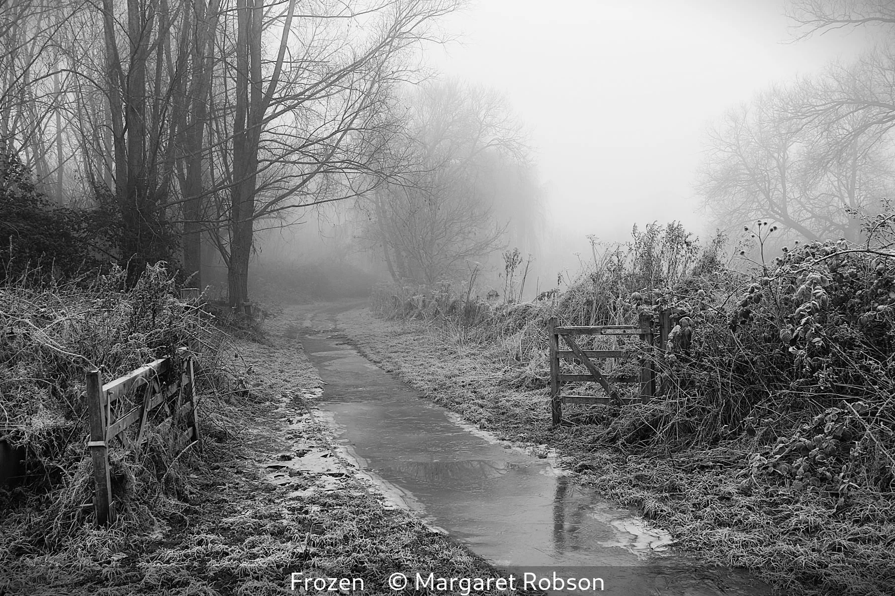 Frozen by Margaret Robson