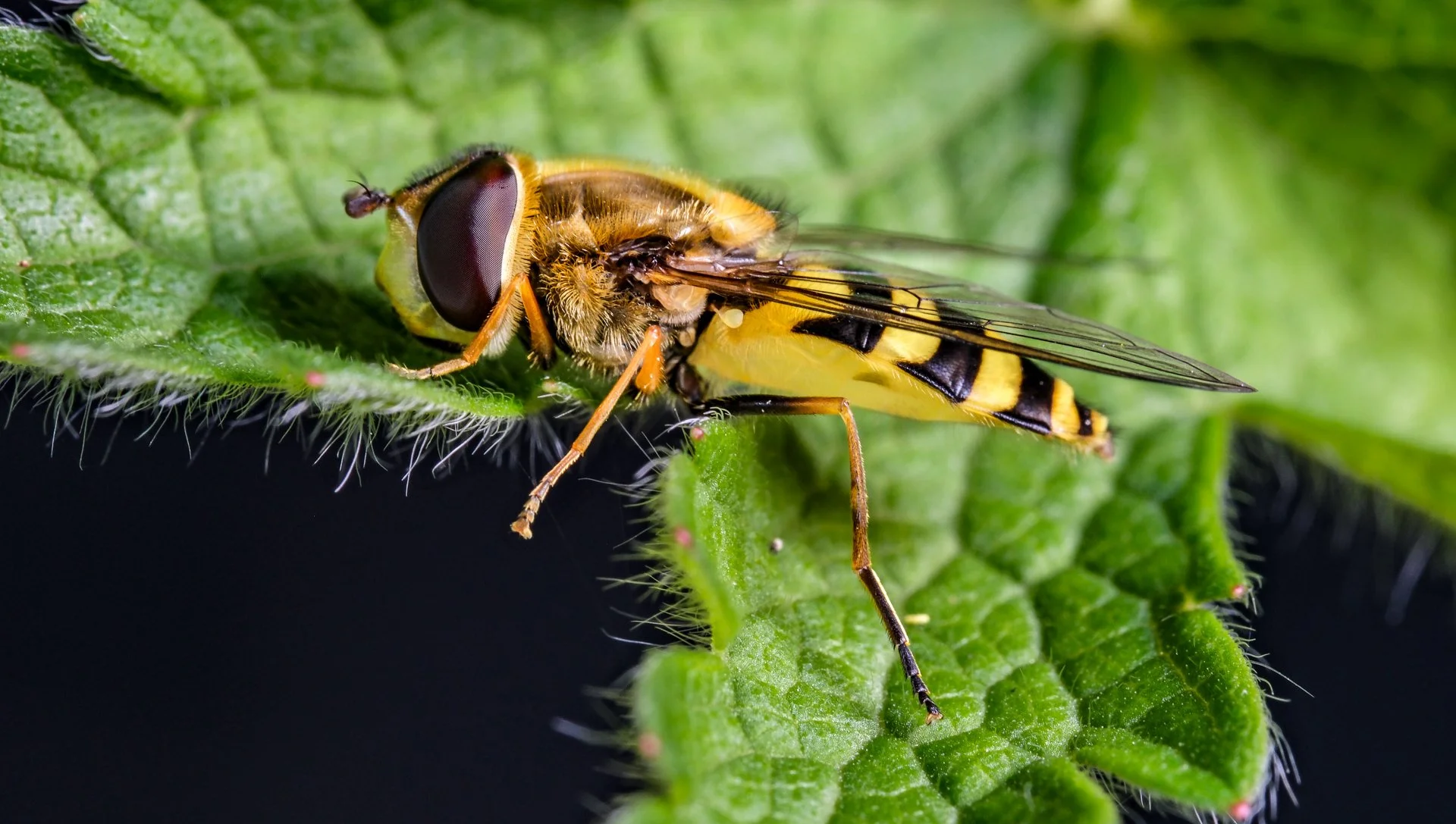 Hoverfly by Bob Harding 16 points