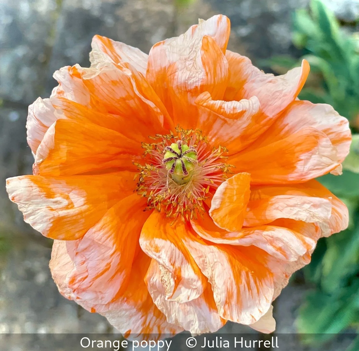 16_Orange poppy_Julia Hurrell_.jpg