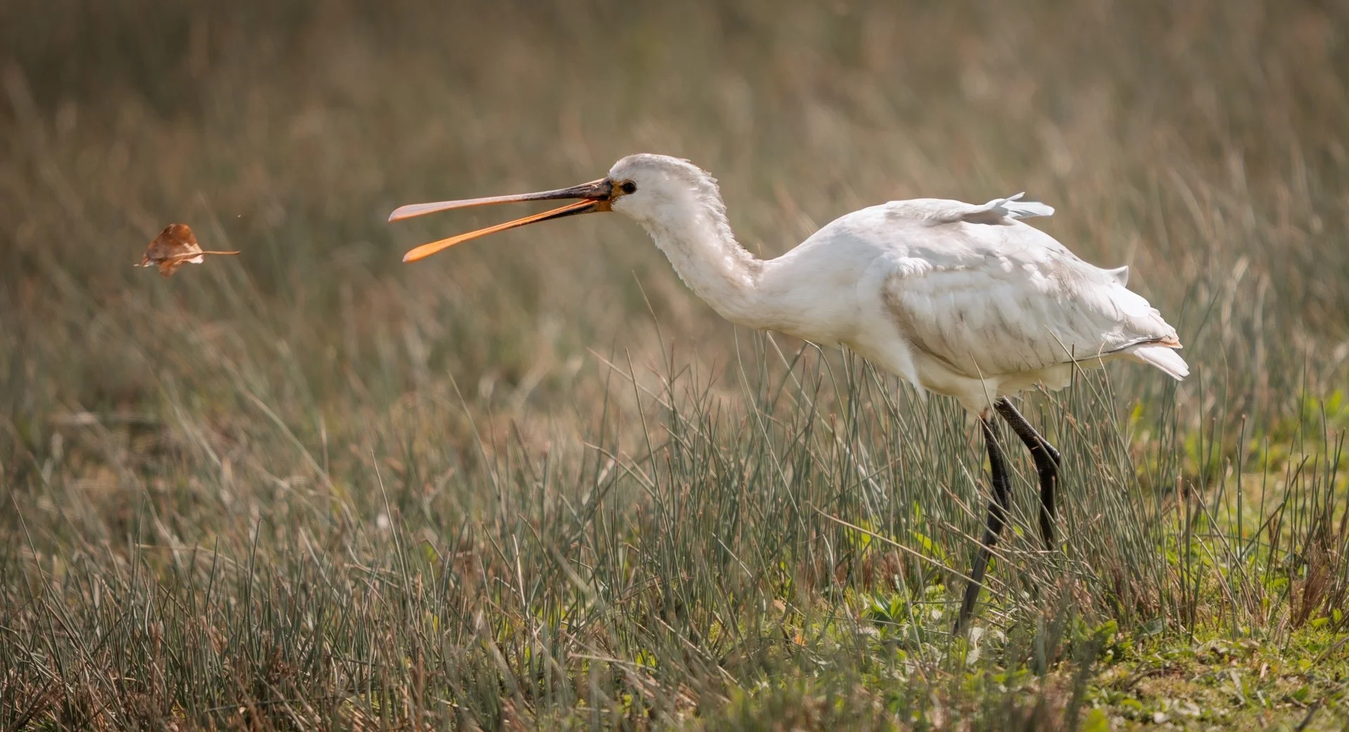 Juvenile Spoonbill chasing leaf by Mark Kemp LRPS
