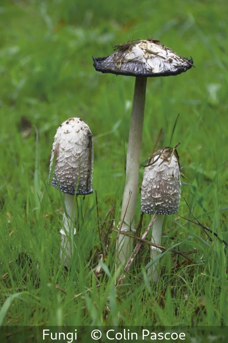 16_Fungi_Colin Pascoe_.jpg