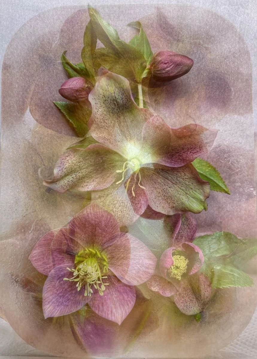 Lenten Roses by Margaret Robson
