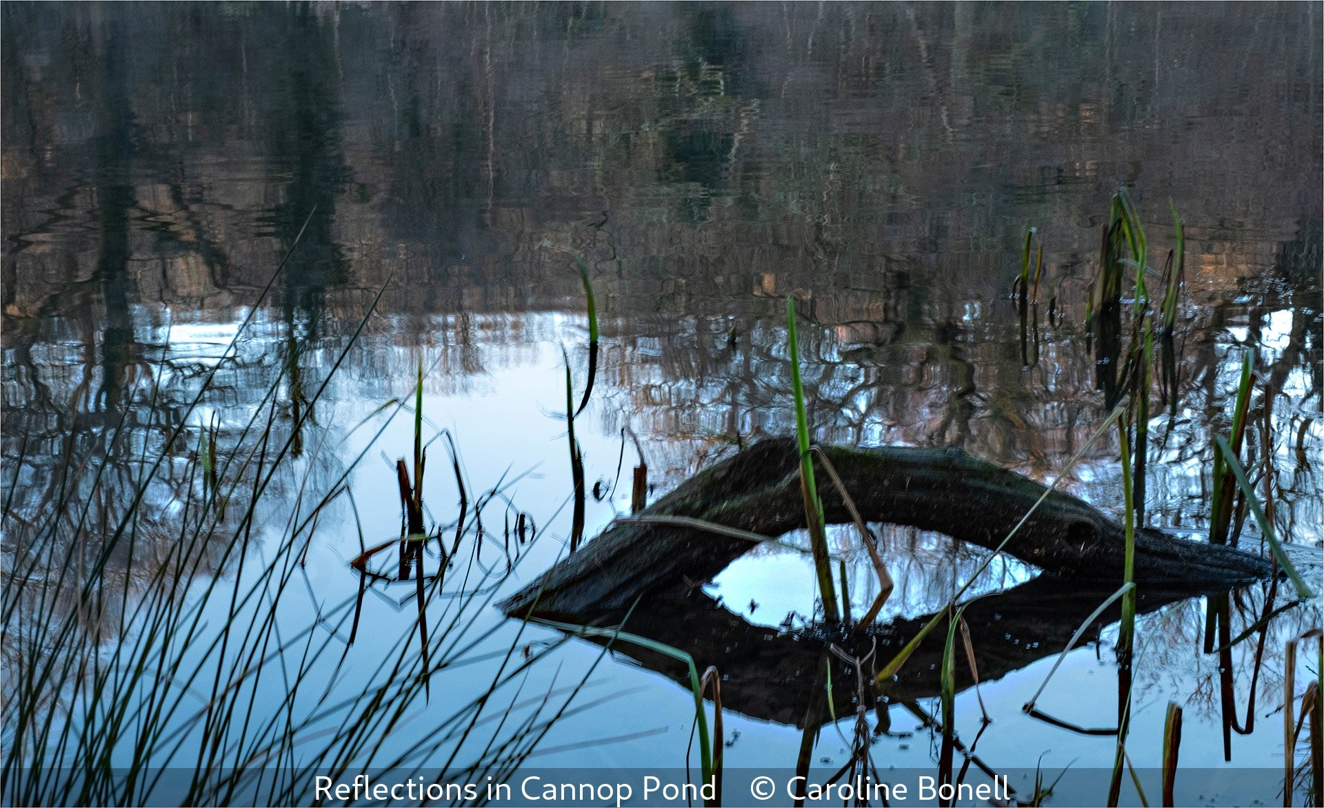 14_Reflections in Cannop Pond_Caroline Bonell_.jpg
