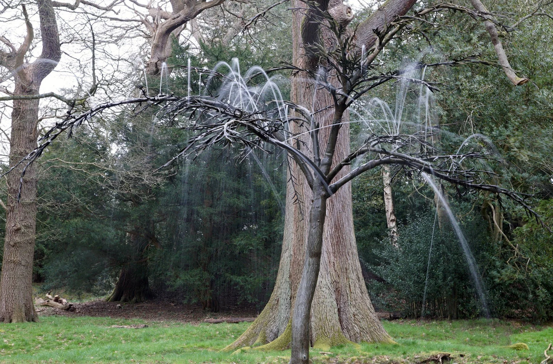 Tree Fountain by Robert Thomas 14 pts