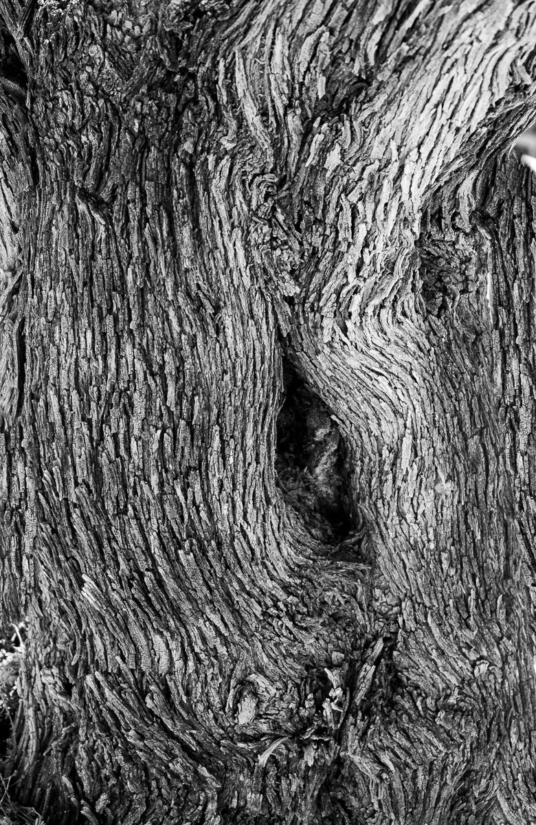 2-Ancient Olive Tree 2.jpg