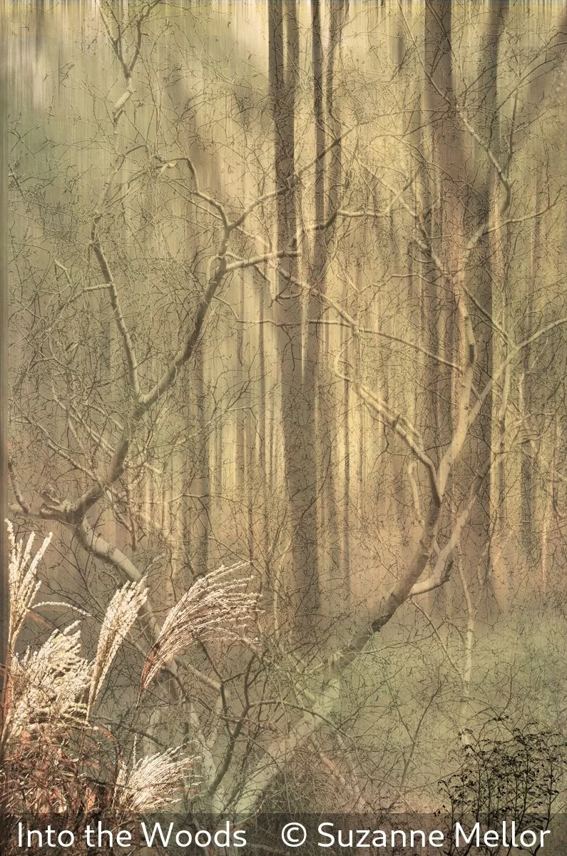 16_Into the Woods_Suzanne Mellor_.jpg