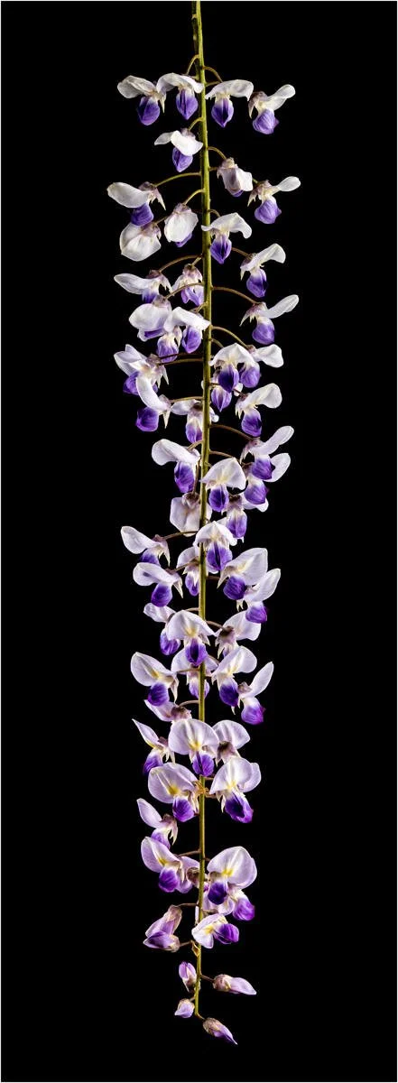 The Delicate Beauty of Wisteria by Jason Anthony 16 points