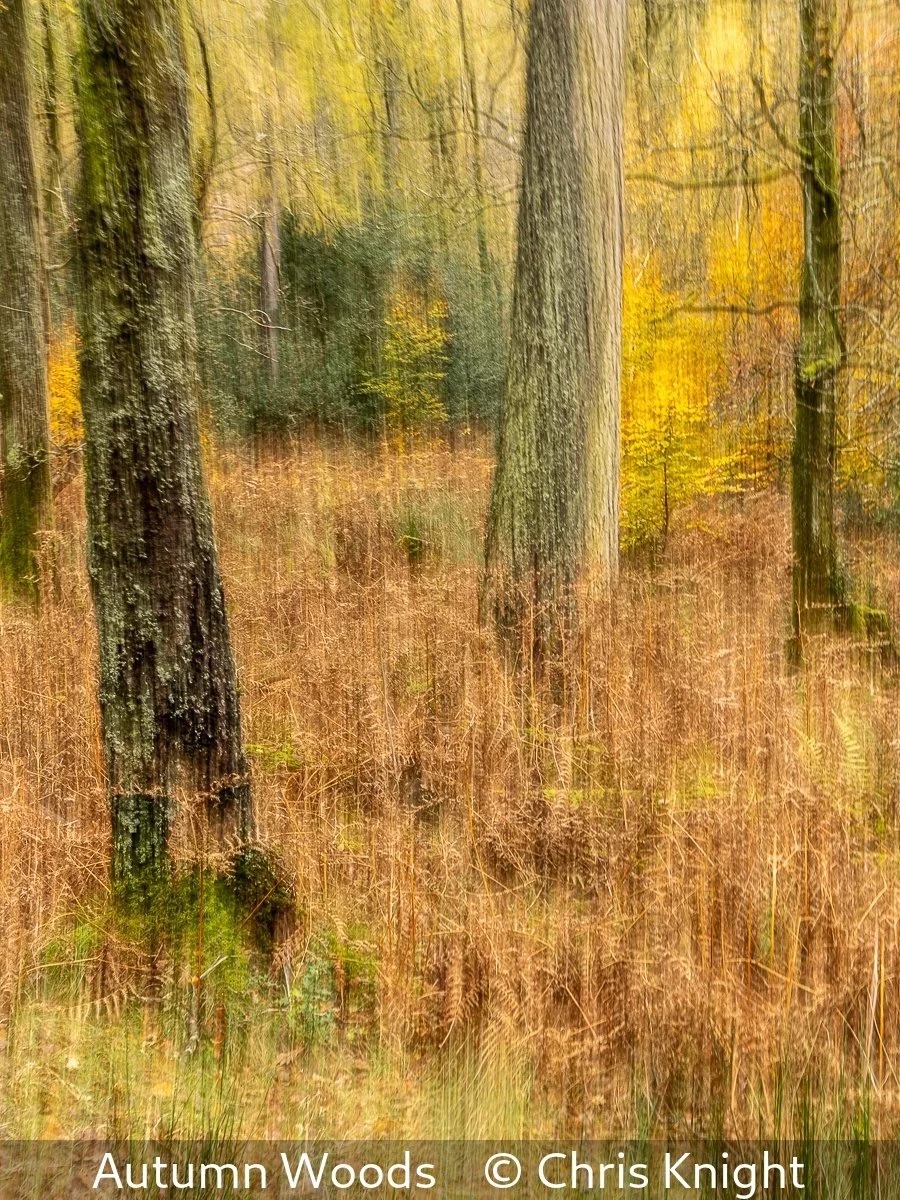 19_Autumn Woods_Chris Knight_.jpg