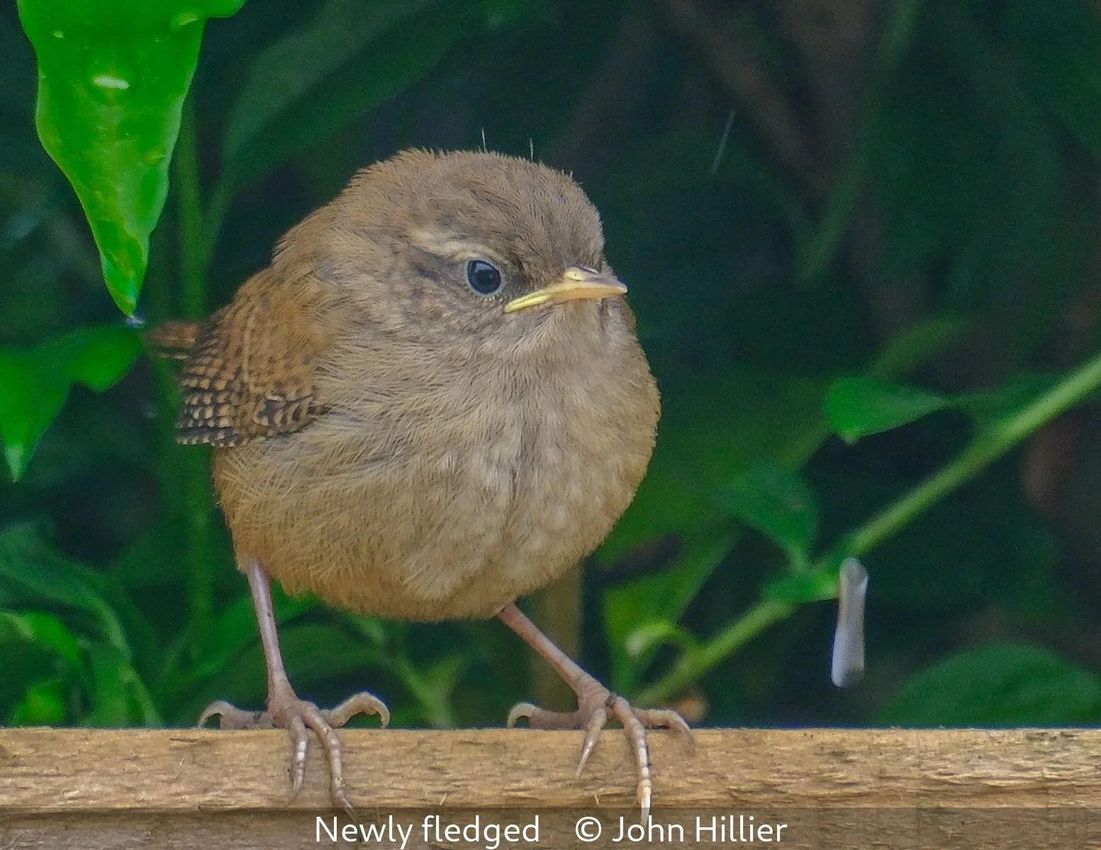 16_Newly fledged_John Hillier_.jpg