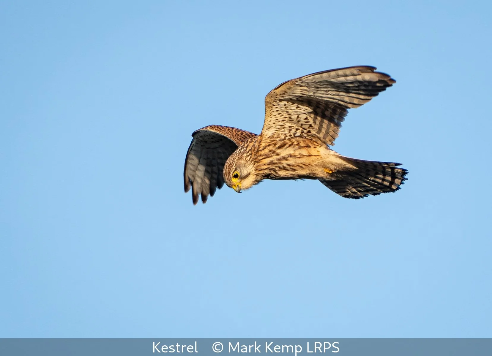 18_Kestrel_Mark Kemp_LRPS.jpg