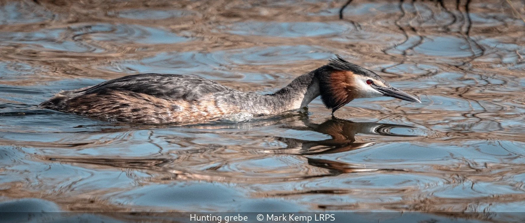 19_Hunting grebe_Mark Kemp_LRPS.jpg