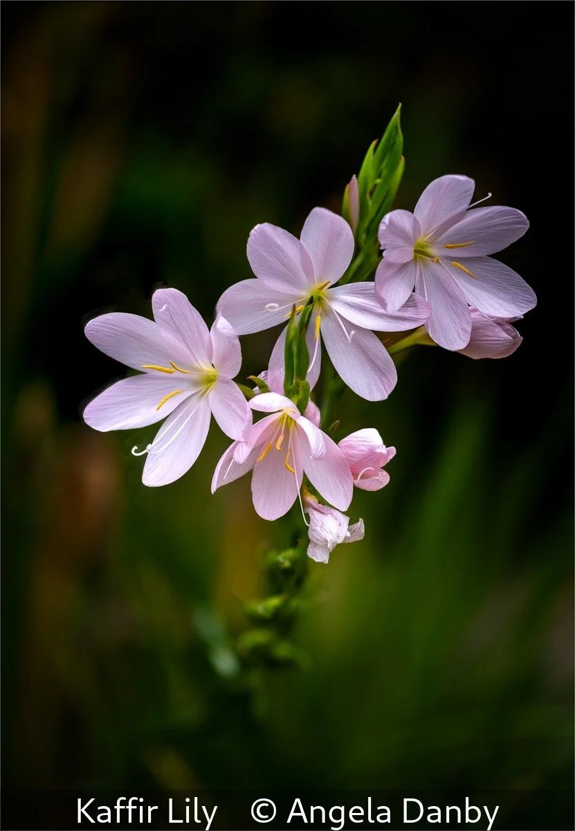 19_Kaffir Lily_Angela Danby_.jpg