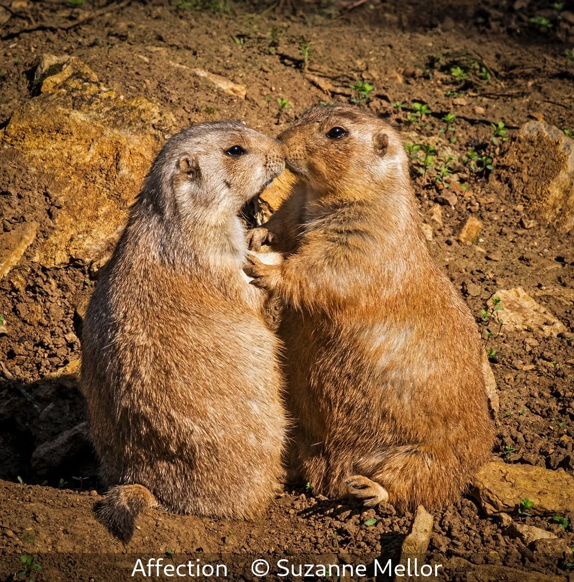 17_Affection_Suzanne Mellor_.jpg