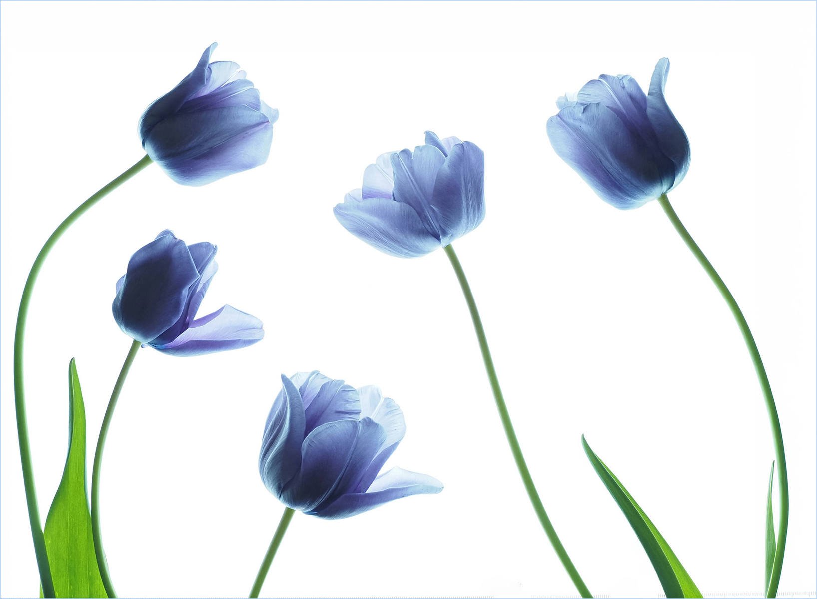 Transparent Tulips by Jennie Williams 18 points
