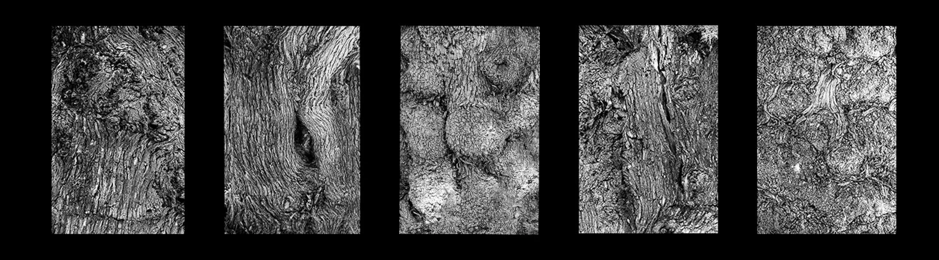 6-Ancient Olive Tree Hanging Plan.jpg