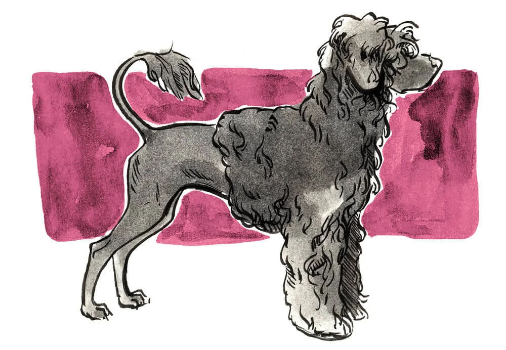 Portuguese Water Dog