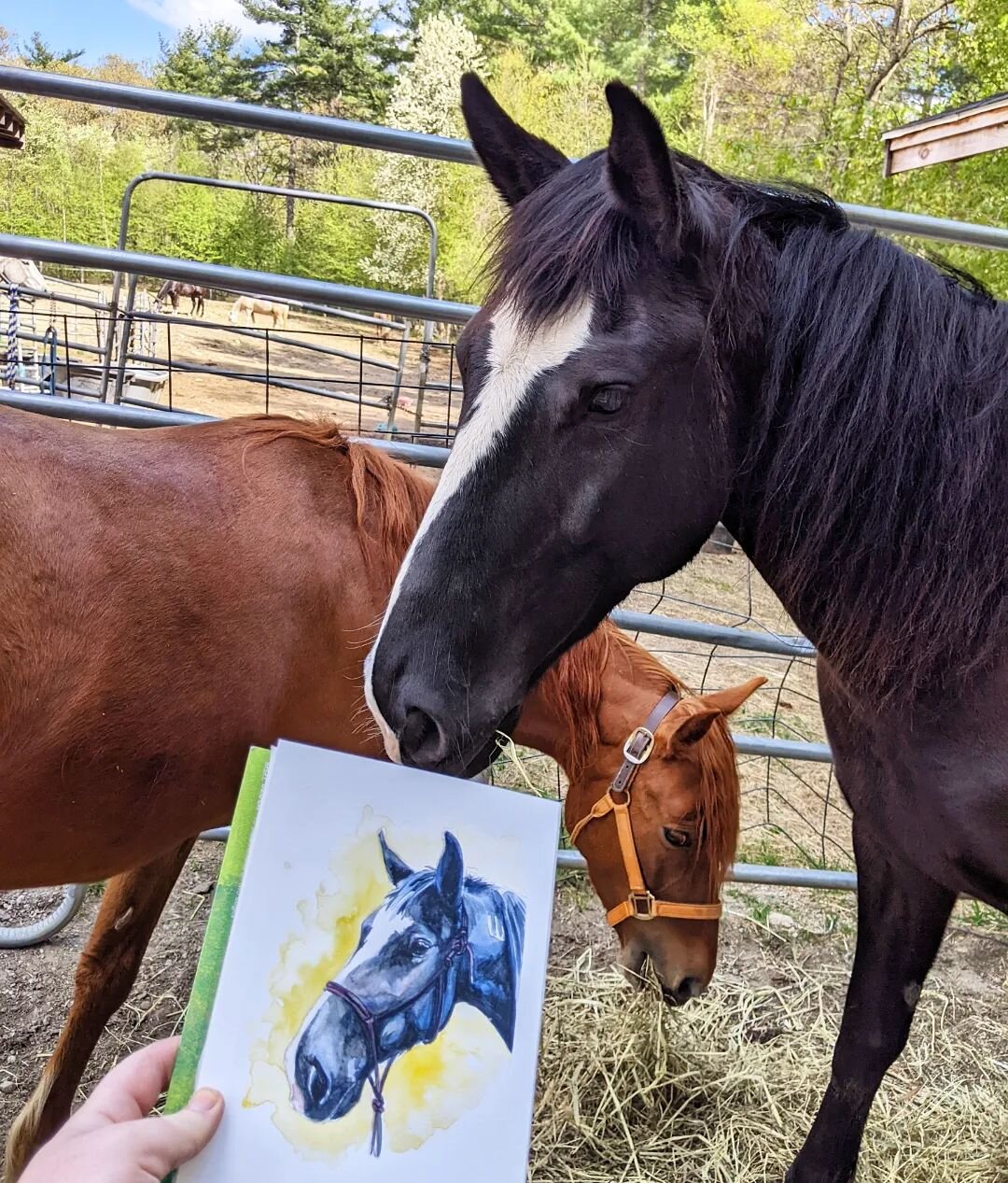 In my line of work, it's rare to get real feedback from my models. Today, Piper was happy to oblige. She says &quot;3/5 stars would be better if I could eat it&quot; 🤷&zwj;♀️🤦&zwj;♀️🐴

#arteverydayinmay #watercolor #watercolorsketch #horseportrait