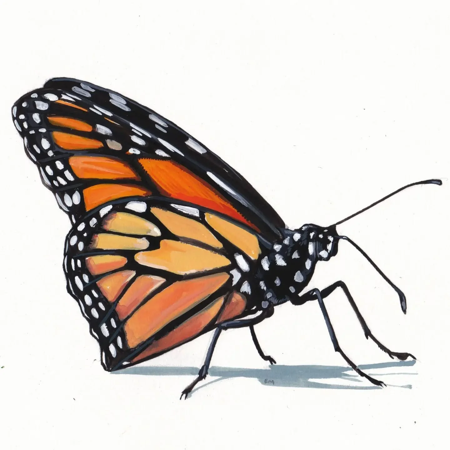 More fun with gouache 🦋🧡

#butterfly #monarchbutterfly #holbeingouache #butterflyillustration #illustration