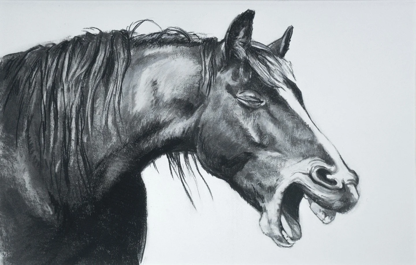 This is how I feel every Saturday morning 😴

"Long Day" is 11x17" charcoal on paper and will be available at the next Open Studio day at @westernavearts , May 6th and 7th!

#horses #drawing #charcoaldrawing #charcoal #equine #horseart