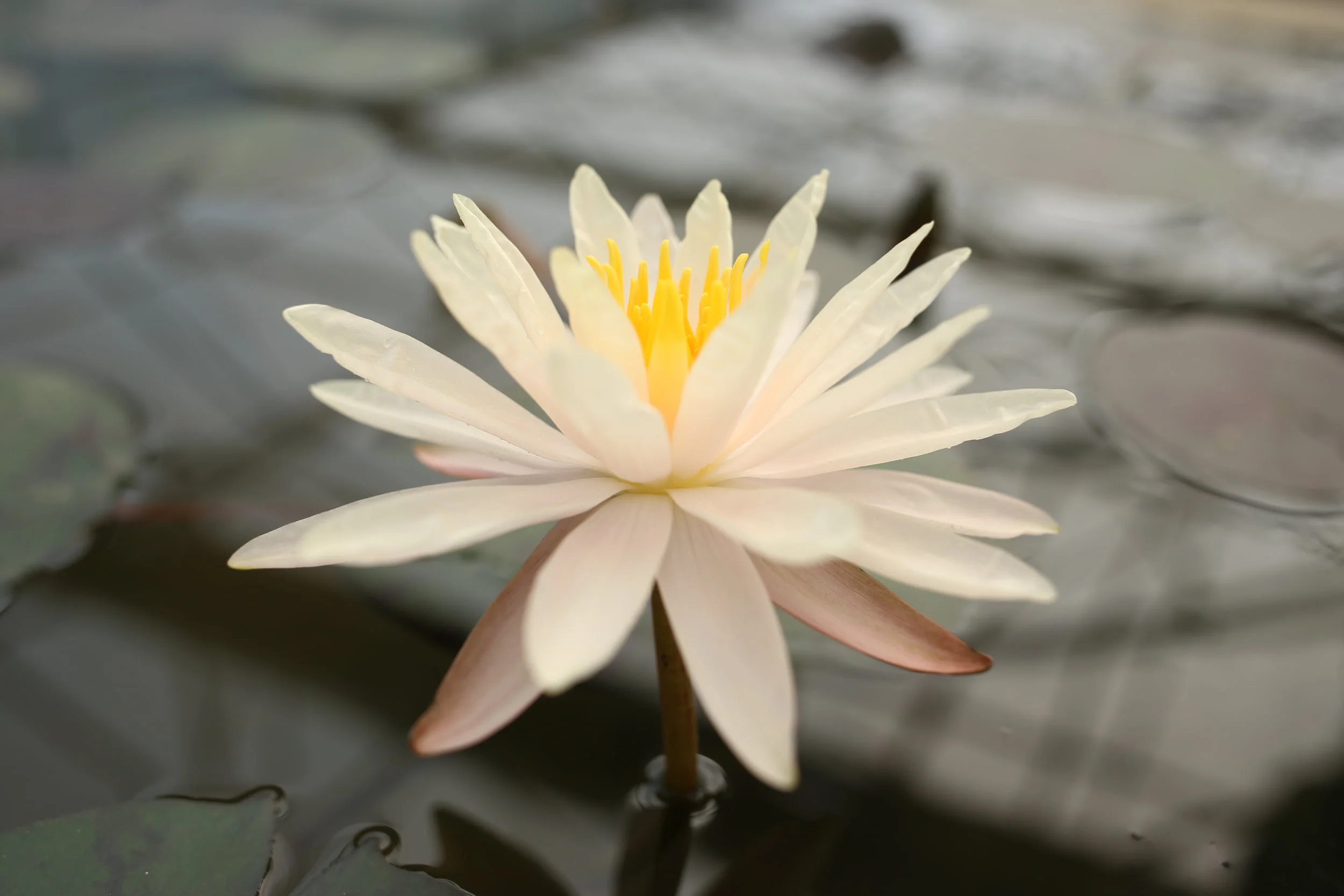 Chiang Mai, Thailand