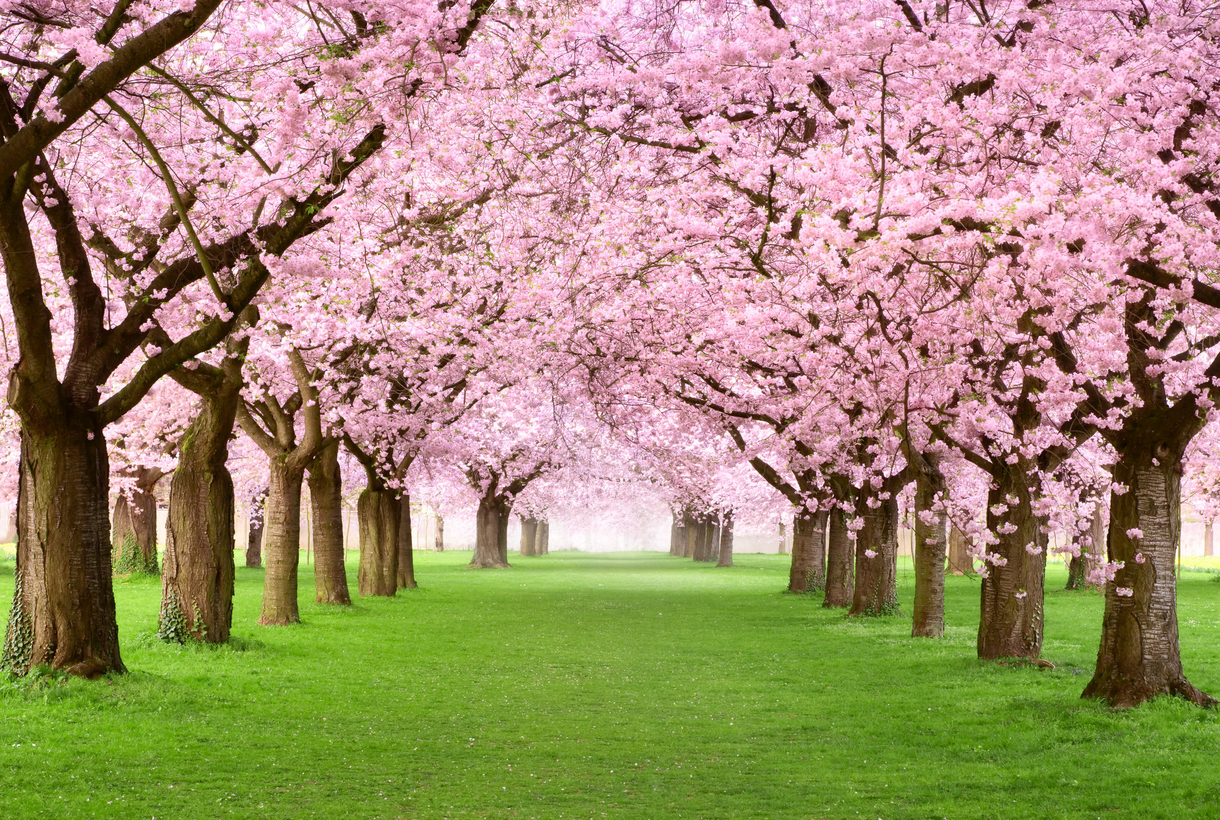 flowering trees 2.jpeg