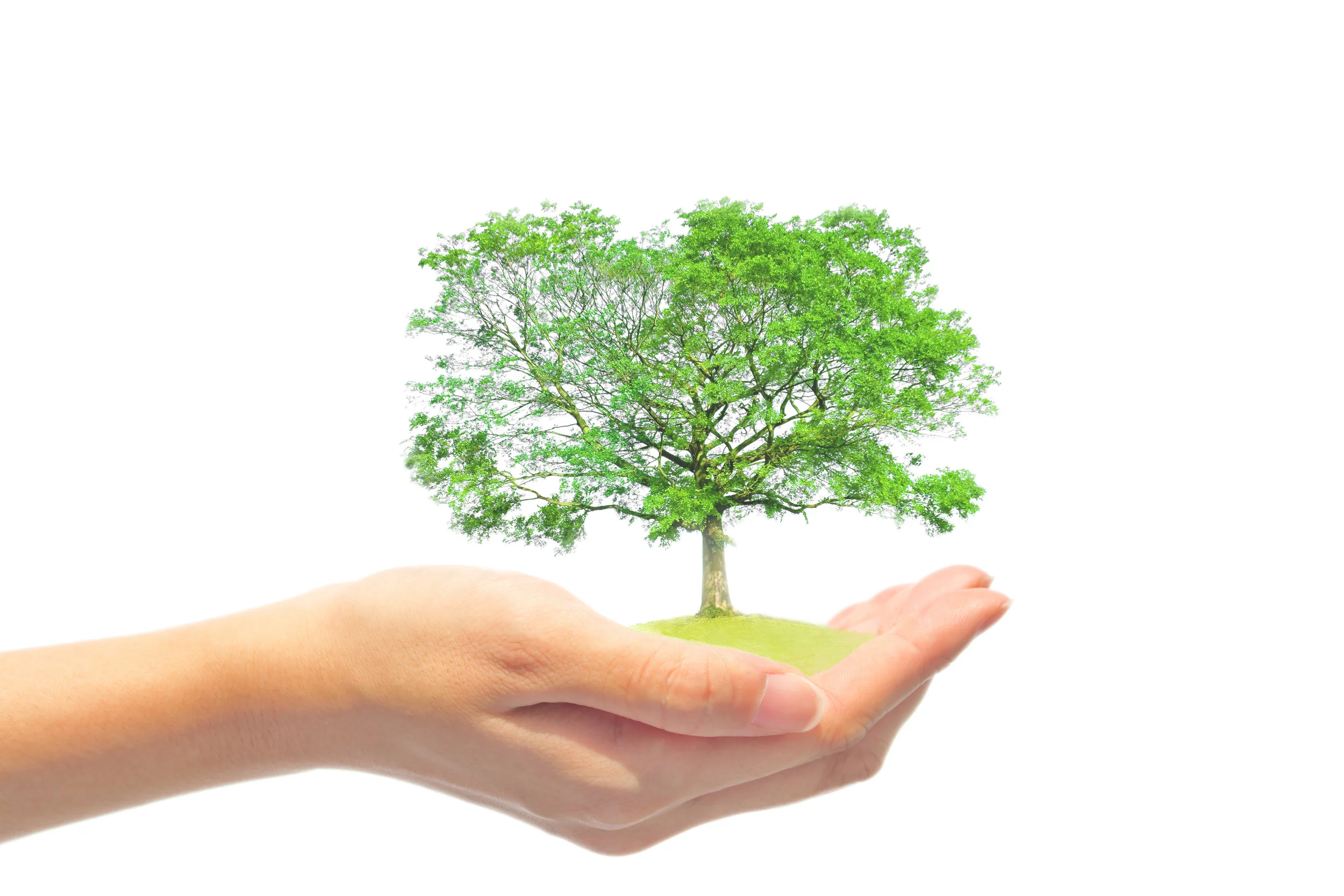 Treeknowledge.jpeg
