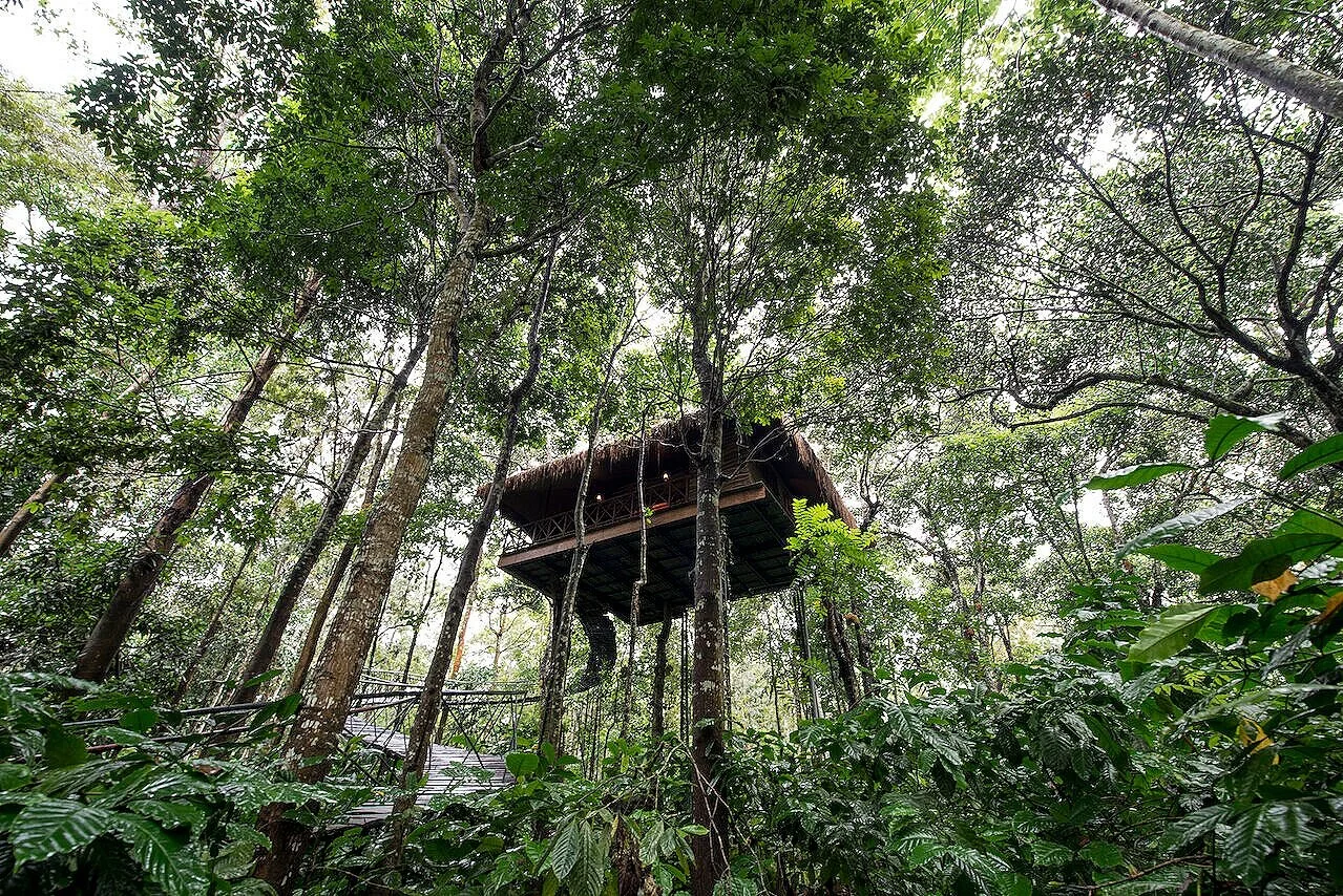 L.+Woodpecker+Tree+House-+View+from+the+Plantation.jpg