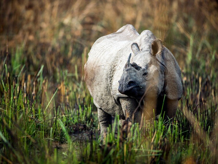   Chitwan National Park  