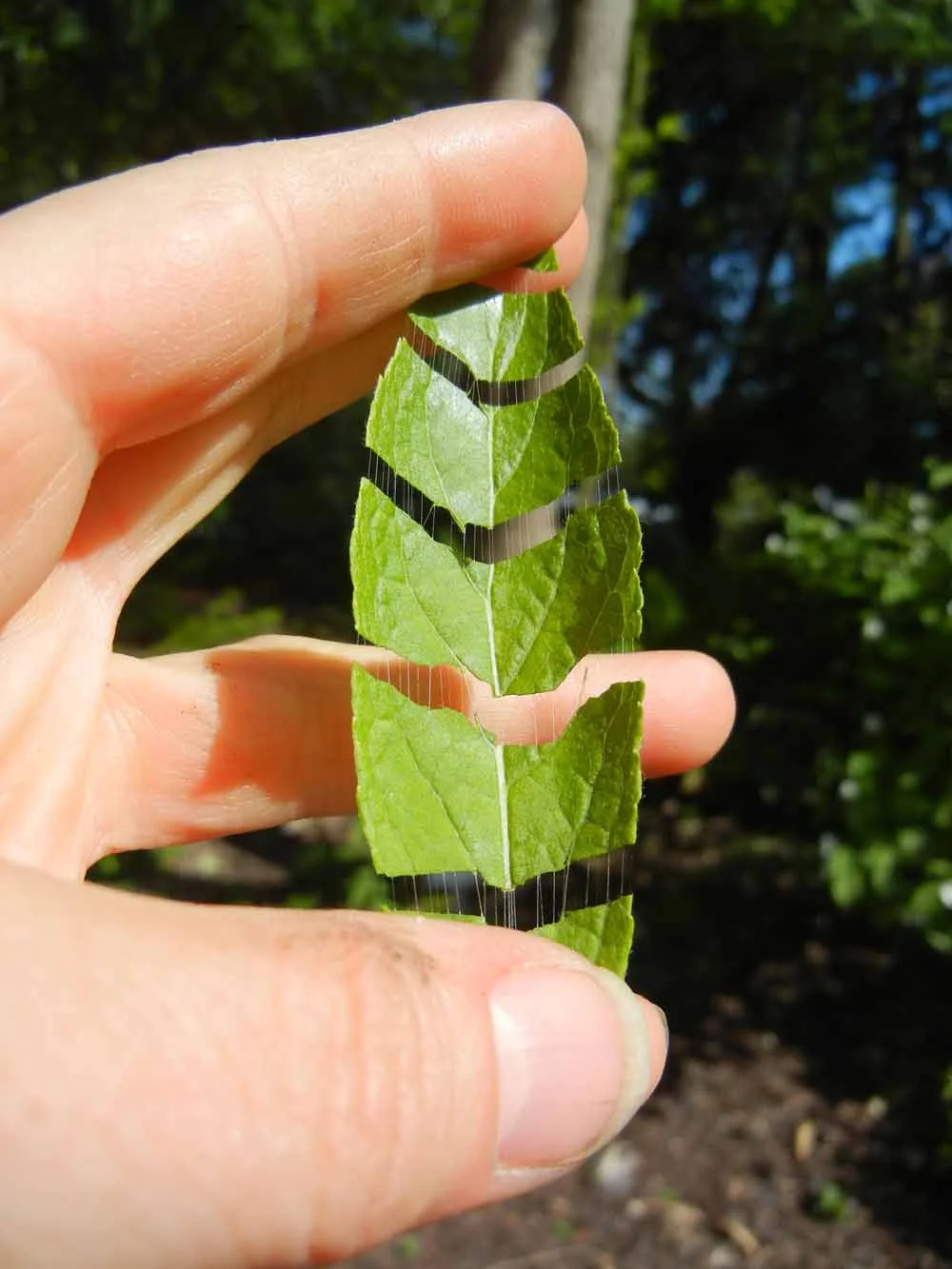 Tensile filaments