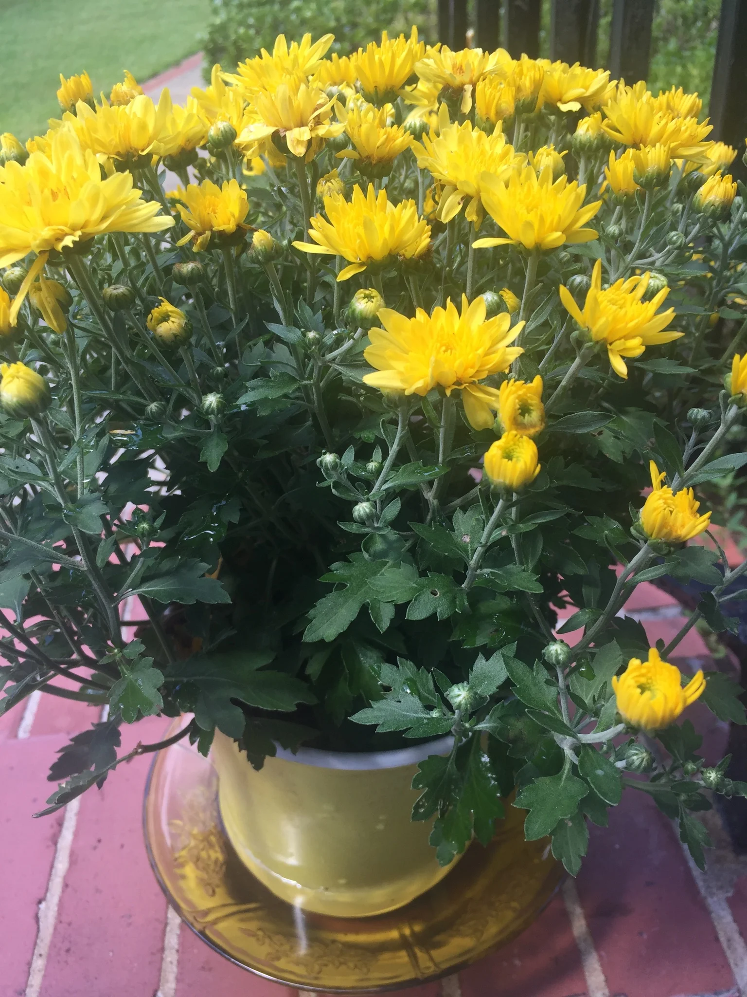 Tidbit Tuesday: Mums the word