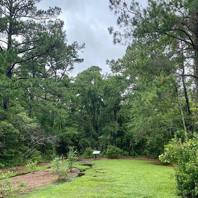 Afternoon walk with the pups! A brief break from the rain. #deliberateescape #newhanoverparks #nc #coastalnc #coastalnorthcarolina #pagescreek #mustlovedogs #dogwalks