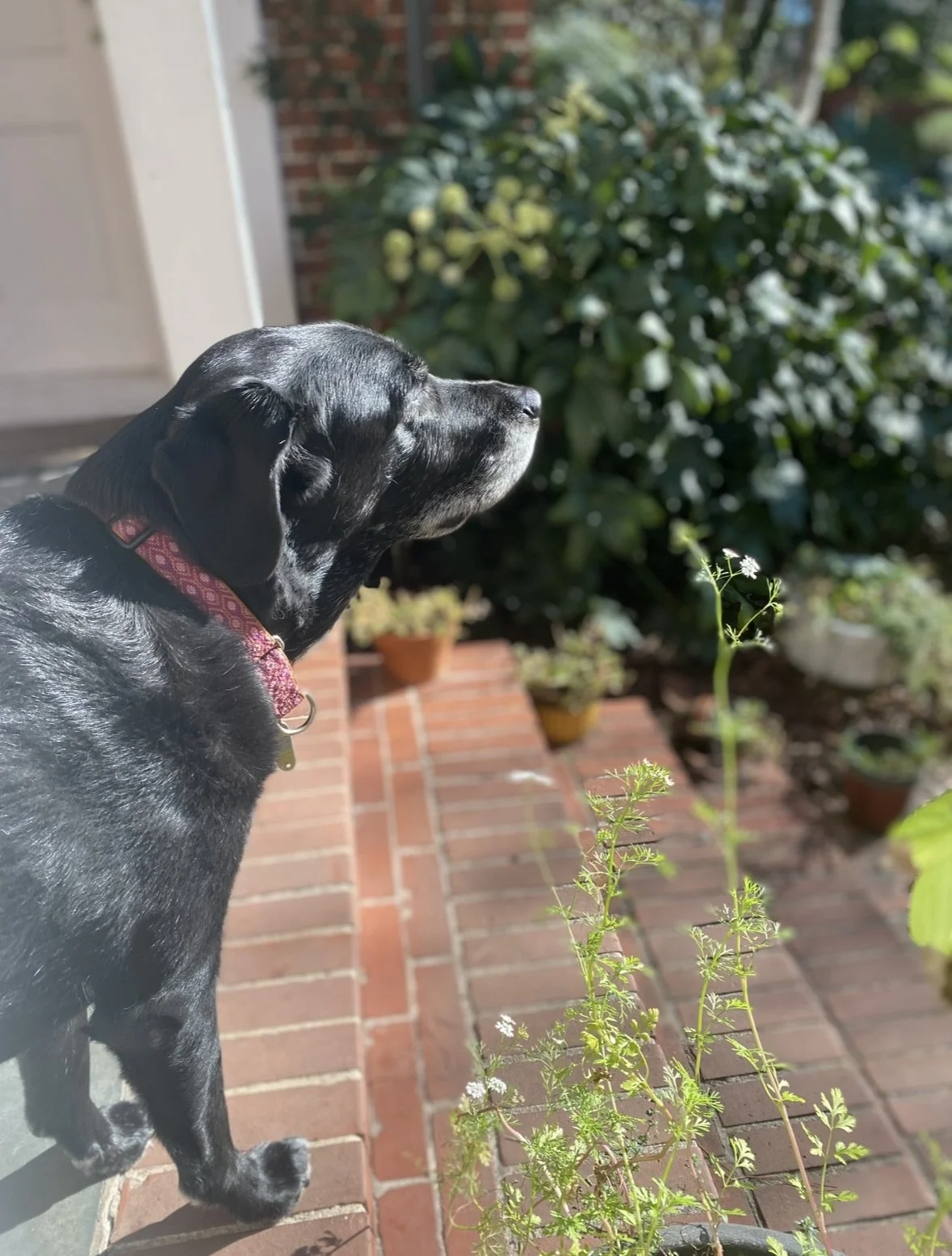 kira: a final farewell