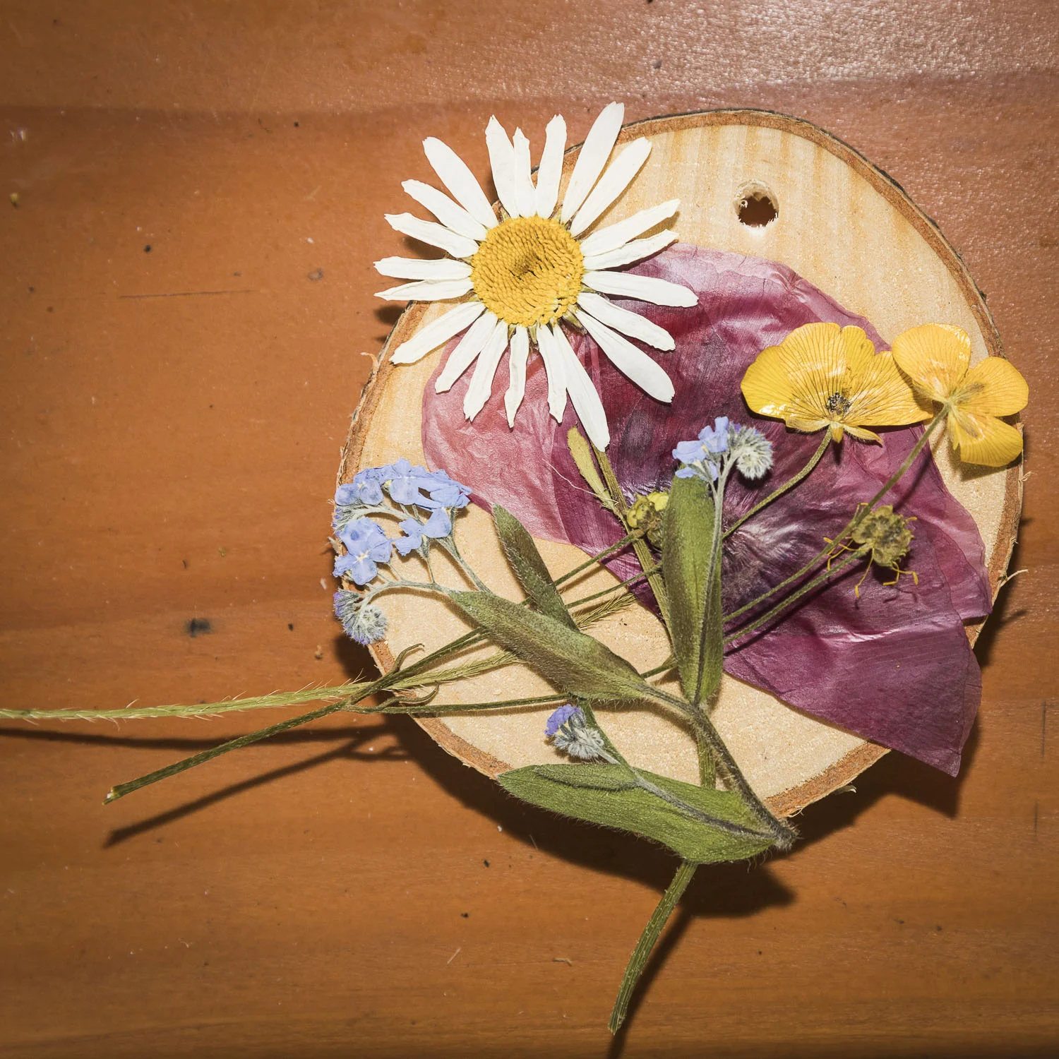 Kinderaktivität - Blumenspaß - Pflanzenpresse