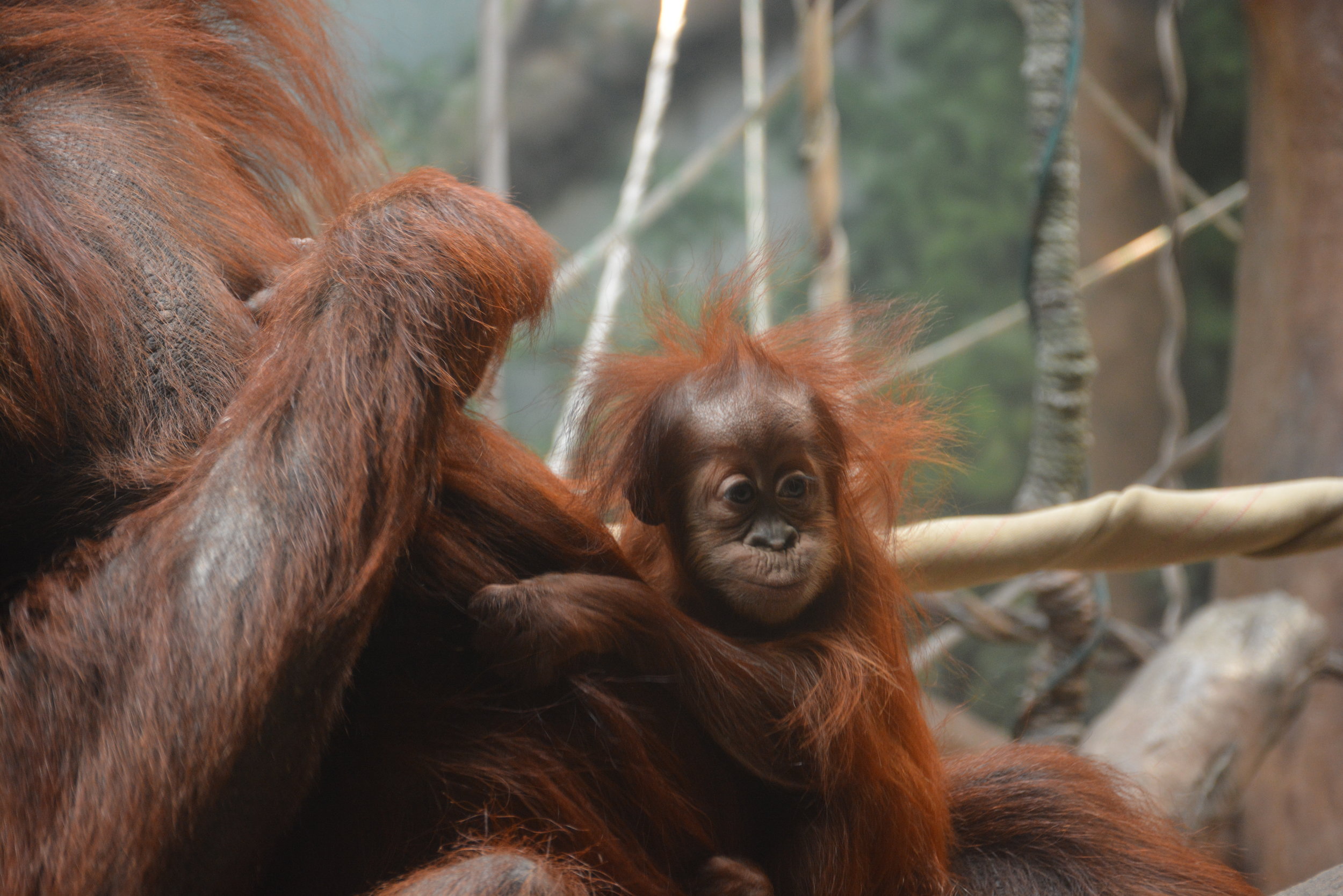 Fort Wayne Children's Zoo
