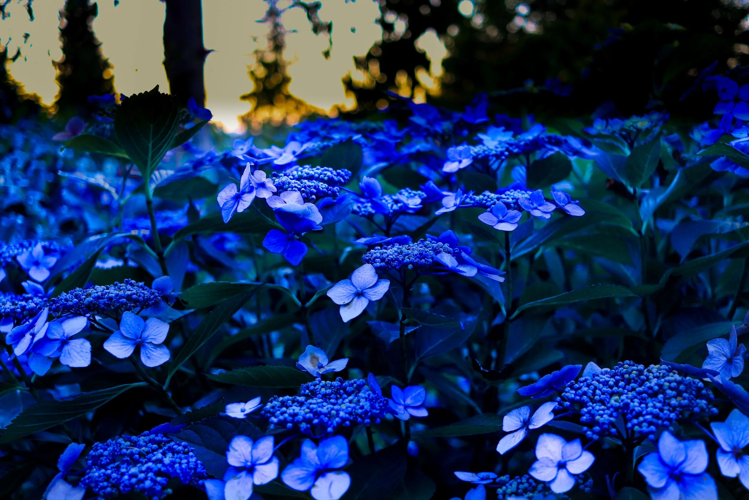 Blue Flowers