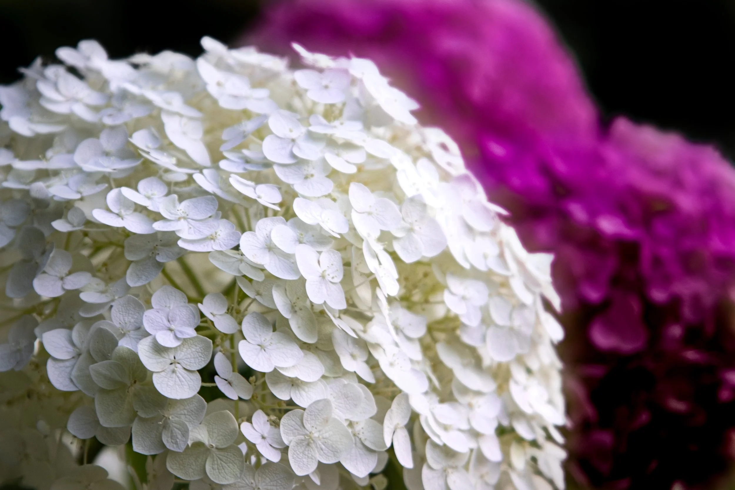 White Flower in the Garden
