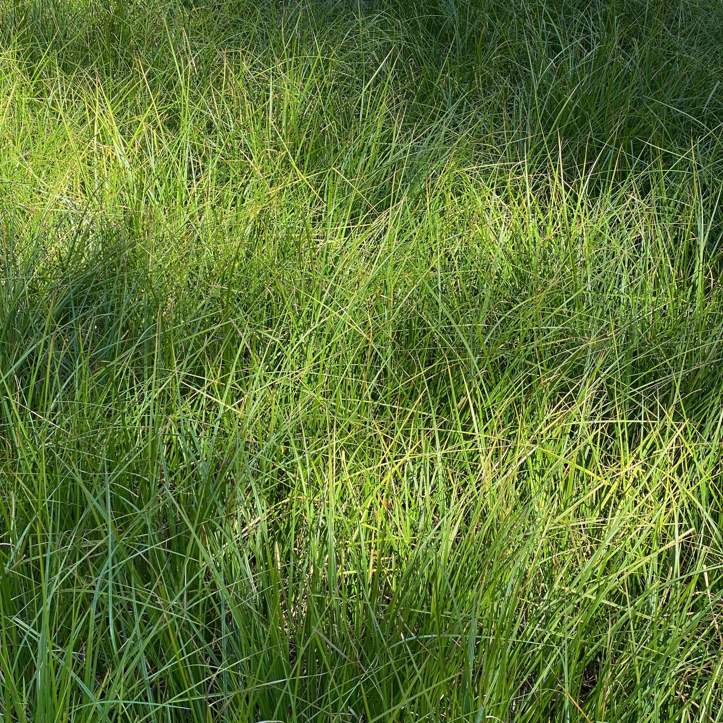A45F2A3D-C27B-4634-881C-E72EFEE72E90.JPG