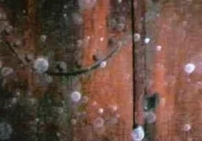 Description : Moisture