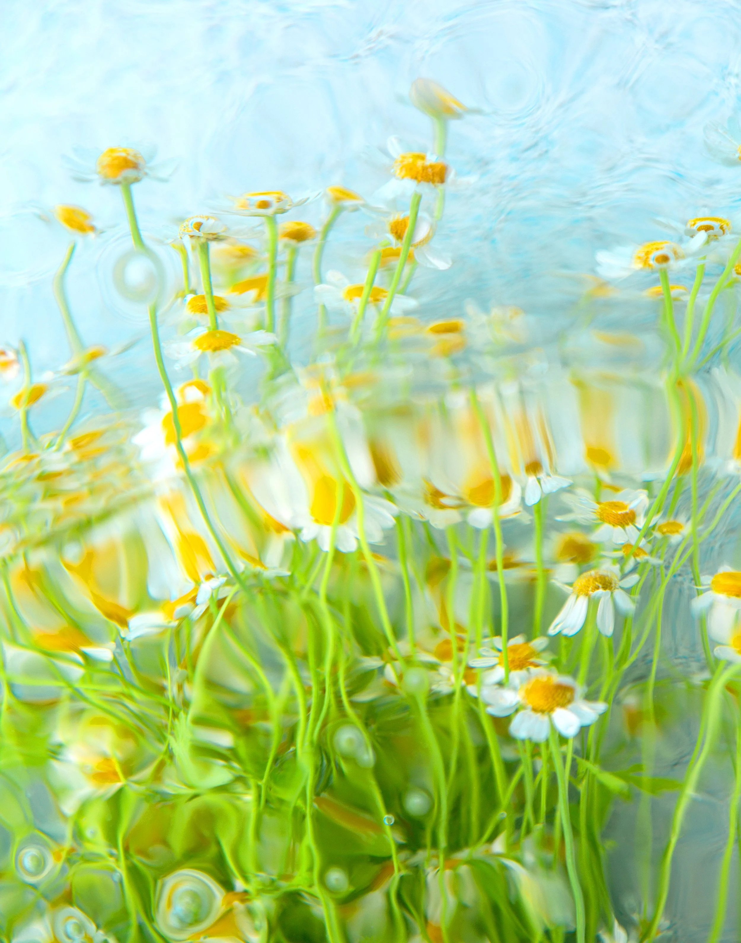DelicateDaisies-11x14.jpg